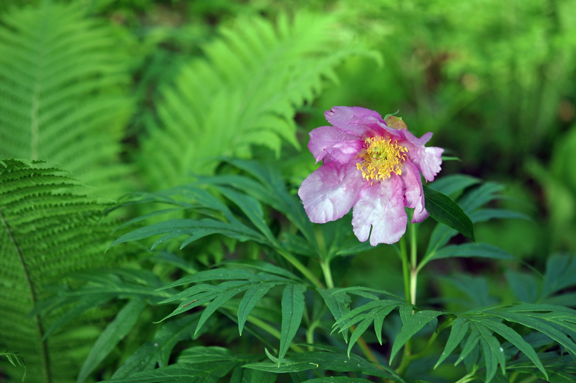 Пион уклоняющийся. Пион уклоняющийся (Paeonia anomala l. ).. Пион уклоняющийся ГФ. Пион уклоняющийся Фармакогнозия. Пион уклоняющийся Коми.