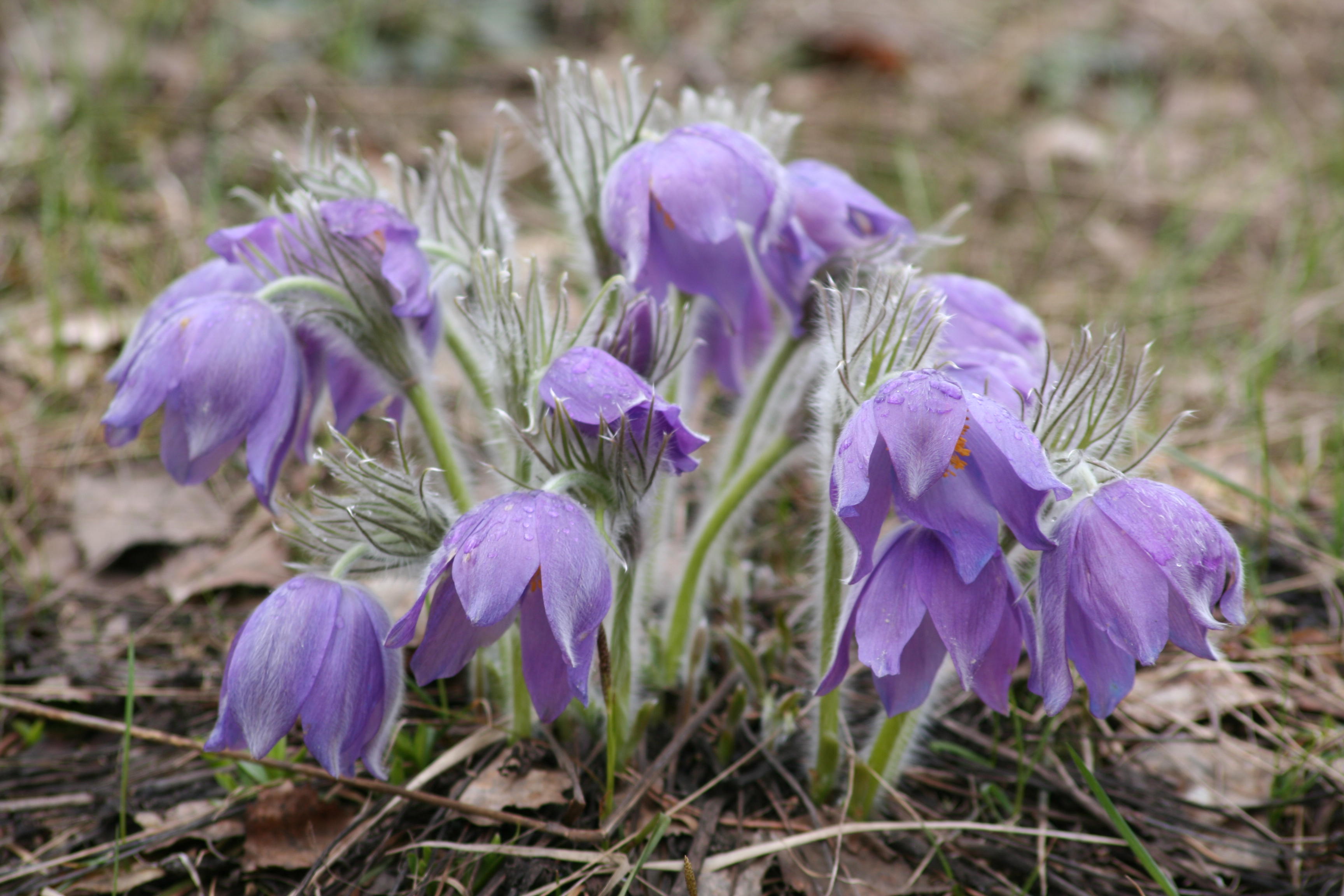 Растения башкортостана. Pulsatilla Patens. Прострел раскрытый или сон-трава. Прострел раскрытый. Прострел раскрытый, сон-трава – Pulsatílla Pátens l..