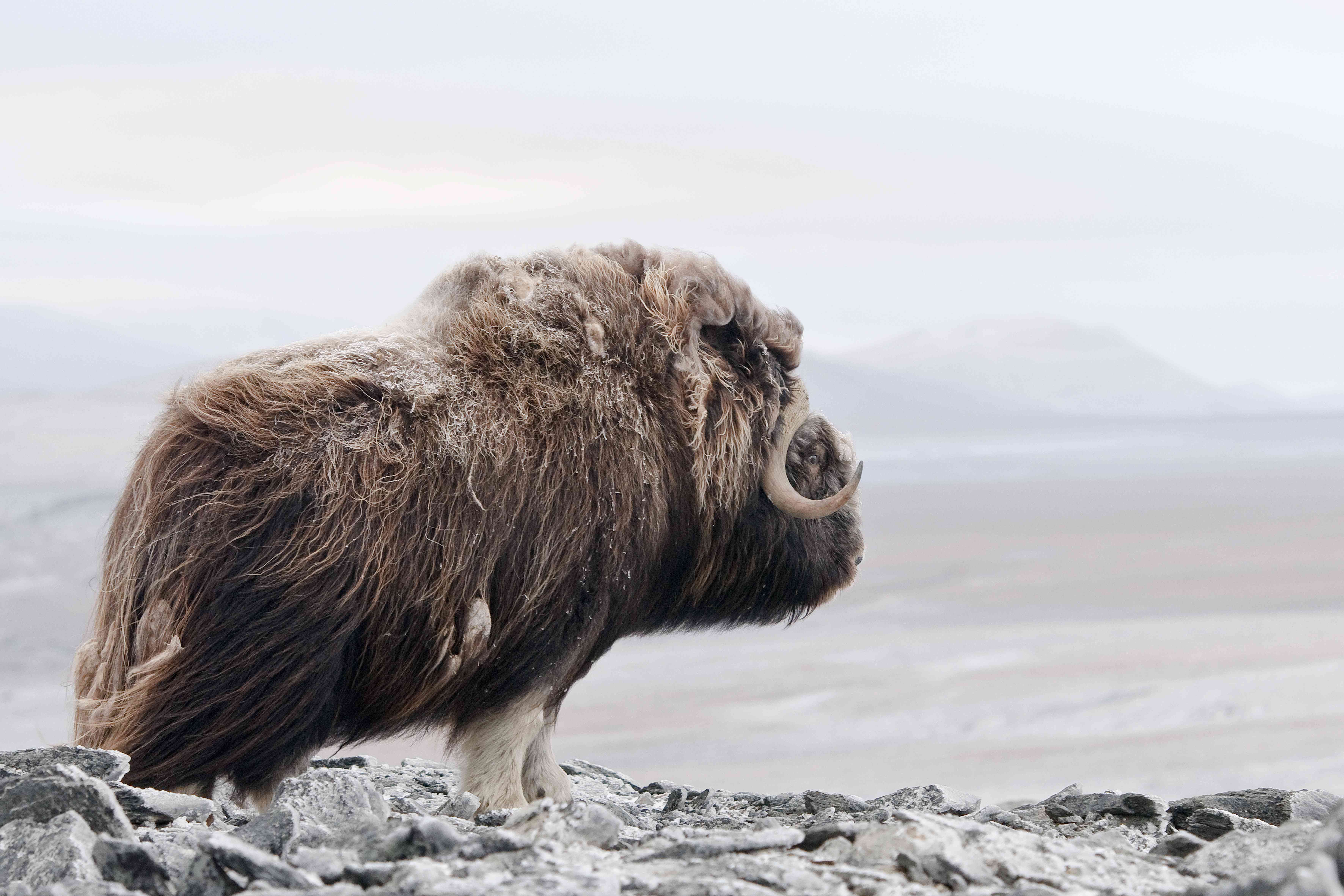 овцебык и бизон. канадские овцебыки. белый овцебык. овцебык полярный. овцебык гренландия.