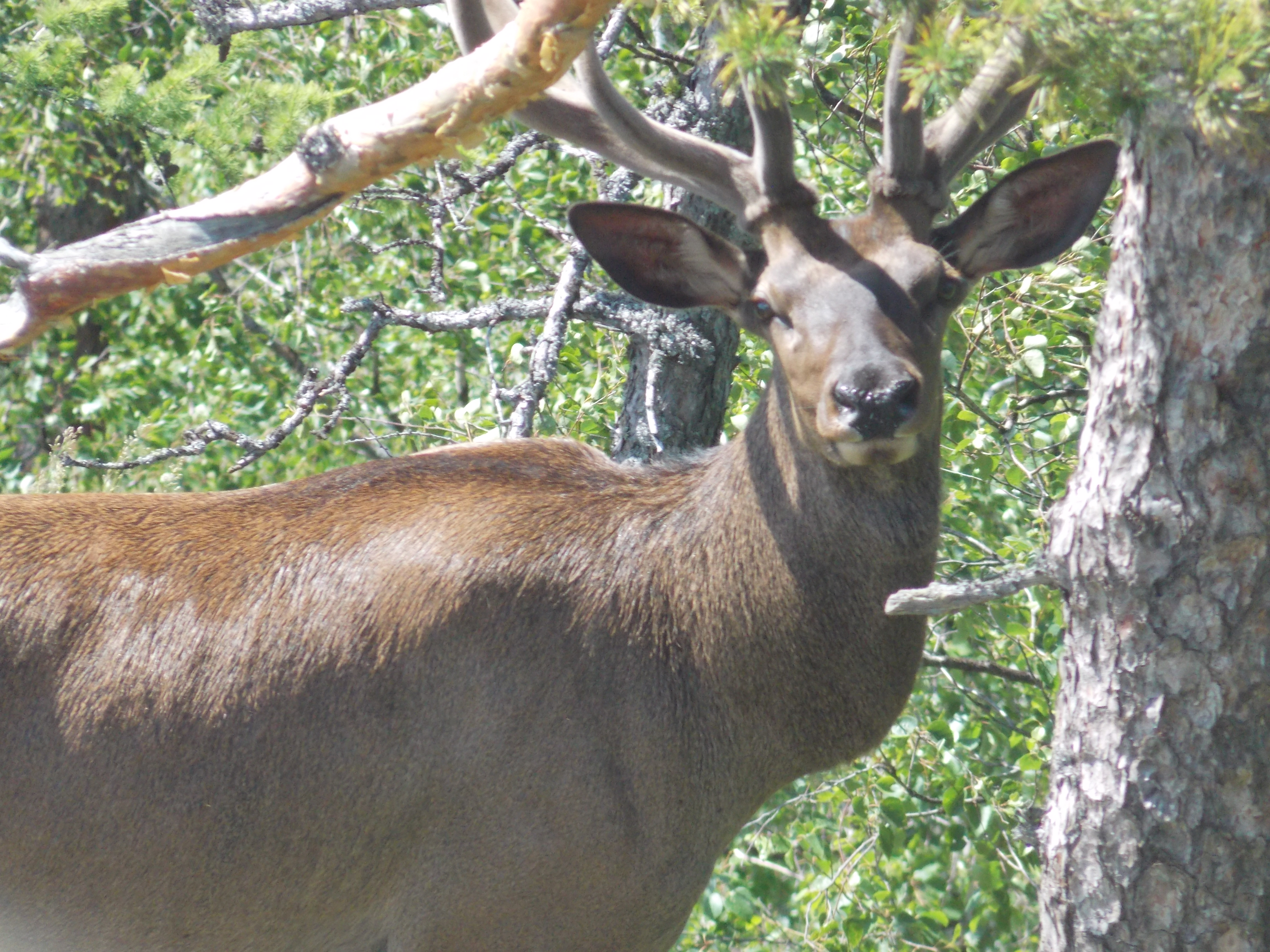 Алтайский марал. Марал (Cervus elaphus sibiricus). Алтайский Марал фото. Марал животное фото Алтайского. Животные Алтайского края фото.