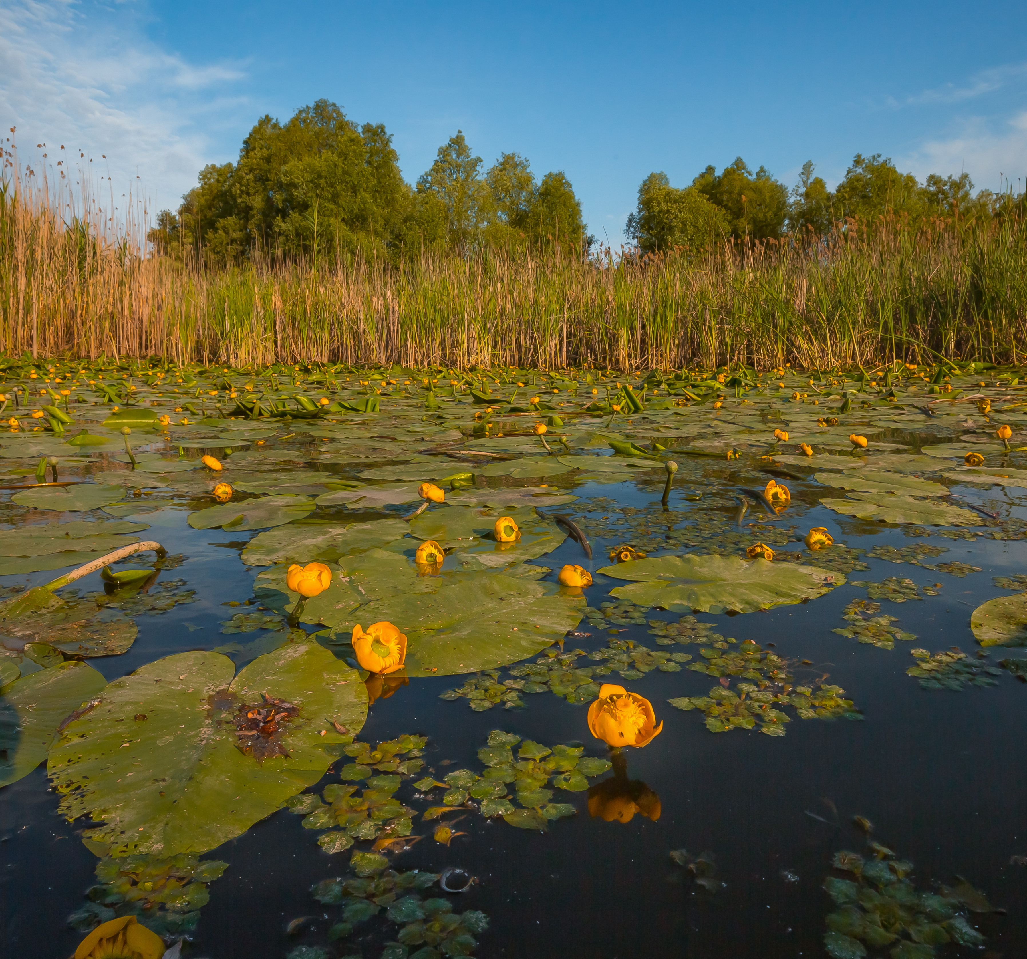 9 Кубышка малая Nuphar pumila