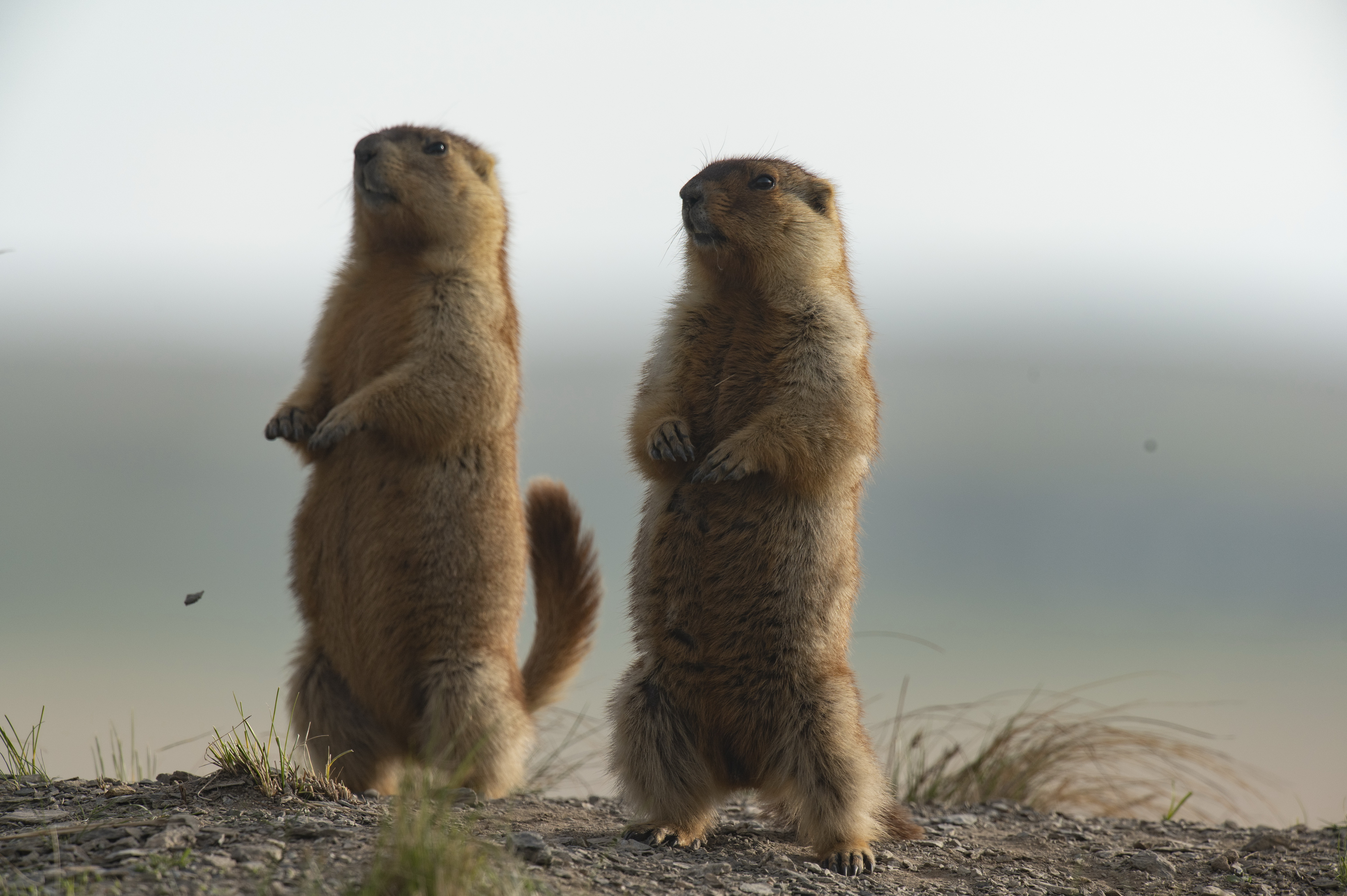 Que significa el dia de la marmota