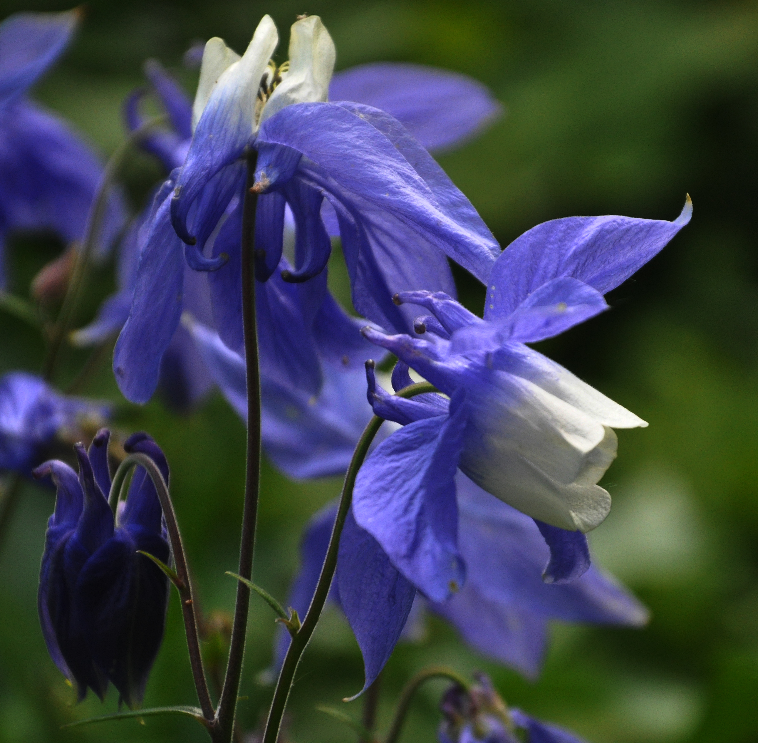 Aquilegia vulgaris Grennys Bonnet