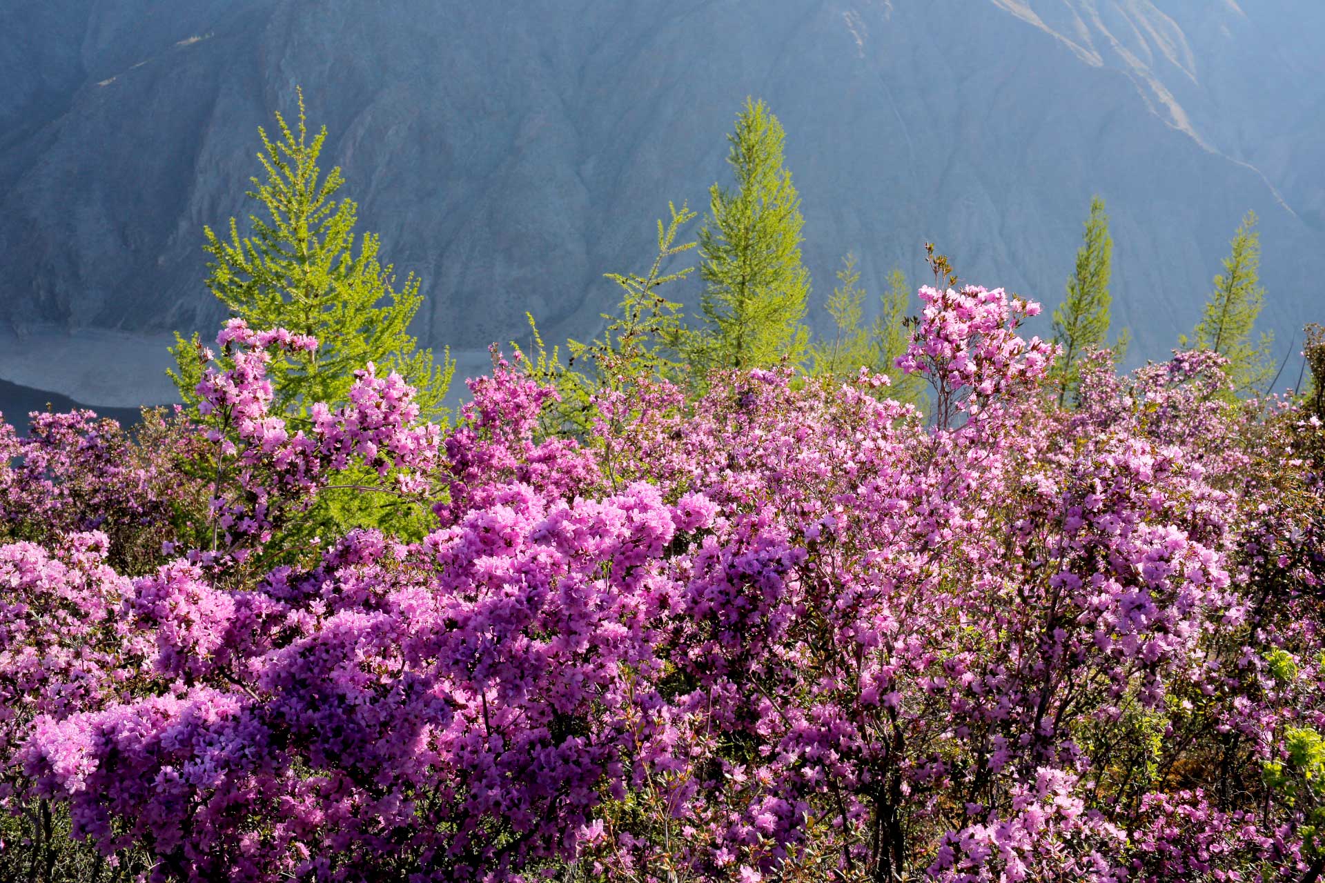 горная шория цветы. таежные просторы западной сибири. рододендрон ледебура маральник.