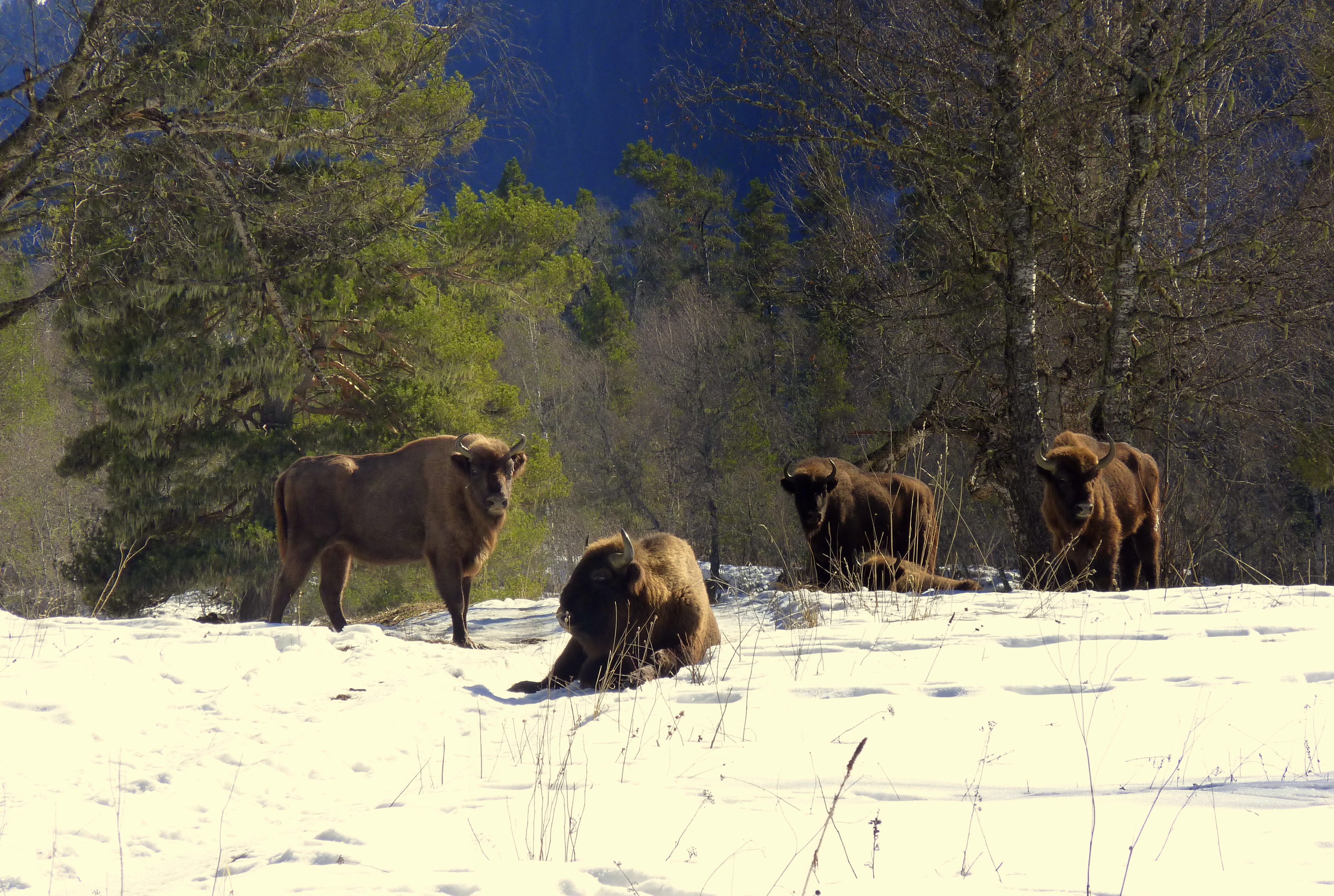 тебердинский заповедник кавказский тур. карачаево-черкесия тебердинский заповедник. зубр тебердинский заповедник. тебердинский заповедник горный козел. тебердинский заповедник серна.