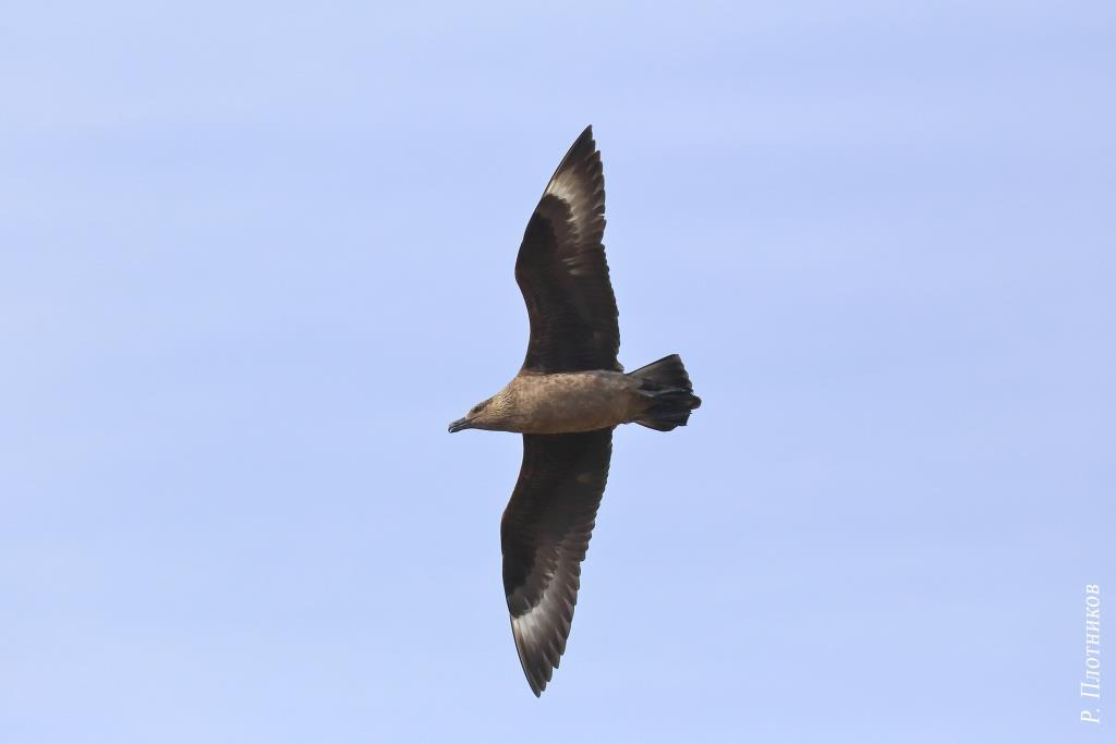 поморник без фона. большой поморник 4 буквы. поморник птенец. Chilean skua. средний поморник.