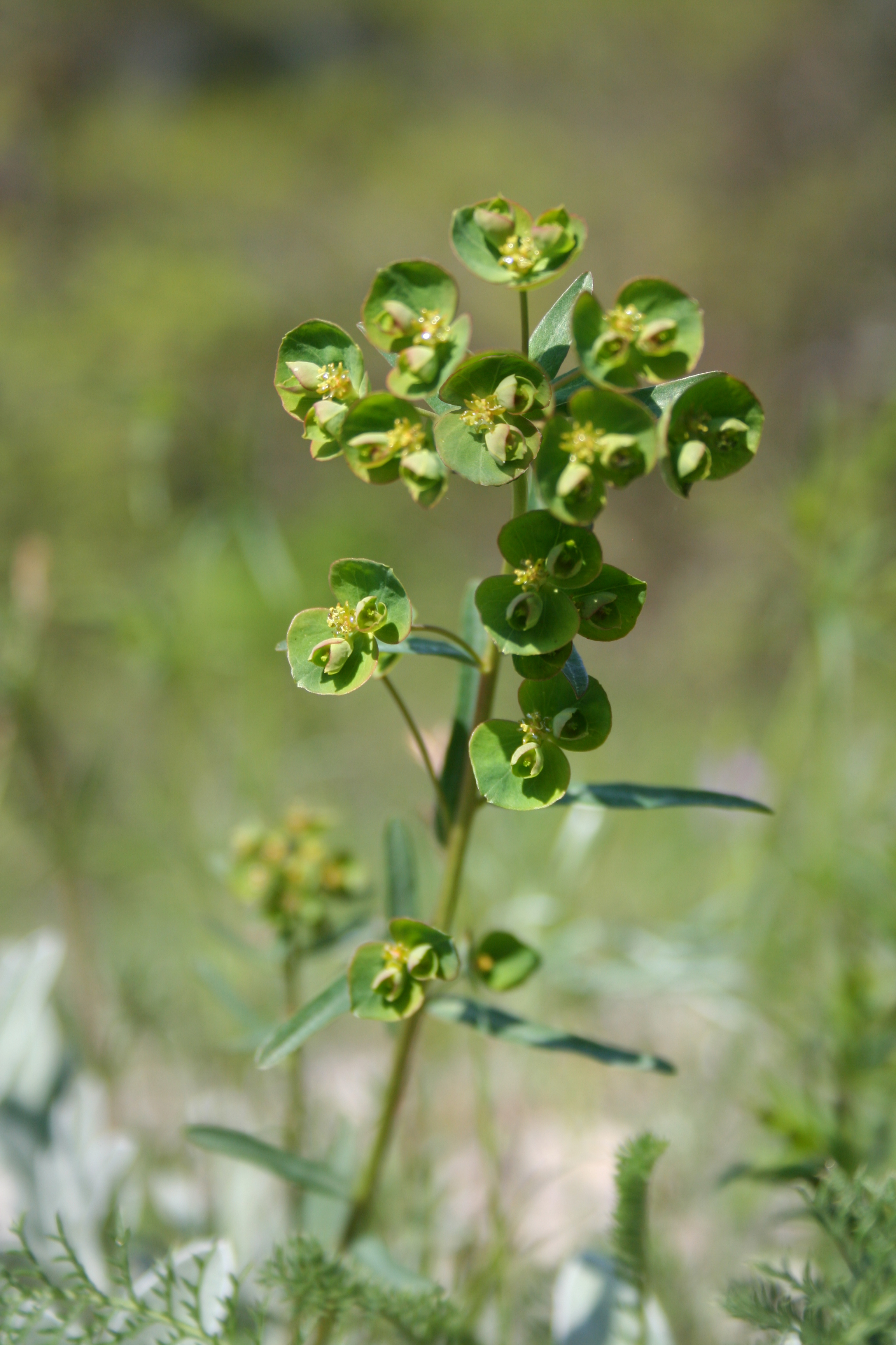 Молочай Жигулёвский (Euphorbia zhiguliensis)