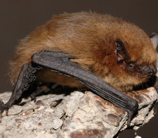 Рыба. Морской нетопырь (Halieutaea stellata)