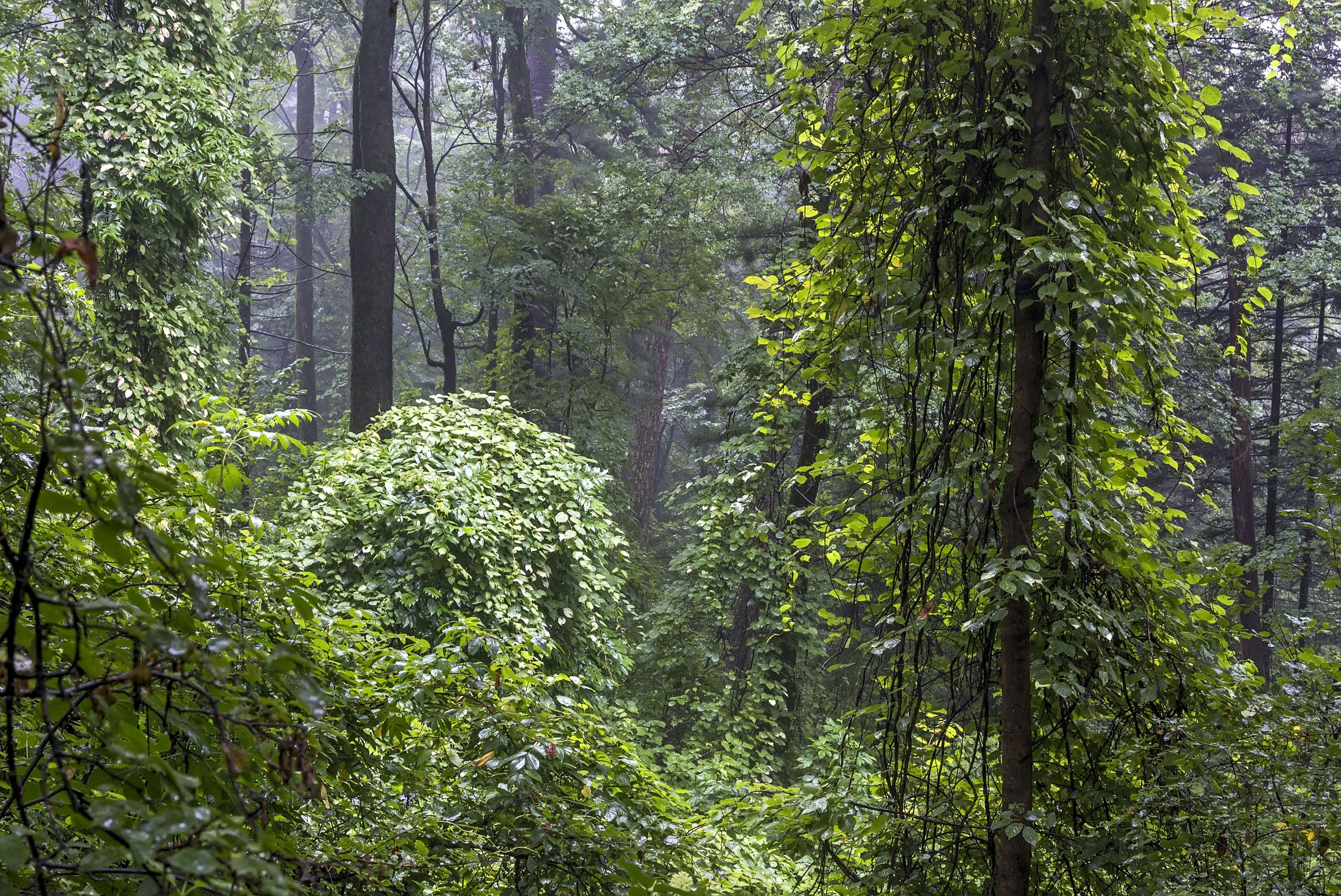 Зона смешанных лесов дальнего востока. Хвойно-широколиственный лес. Смешанные хвойно-широколиственные леса. Зона смешанных и широколиственных лесов краснодарского края. Тайга и широколиственные леса.