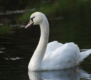 Малый лебедь Cygnus bewickii