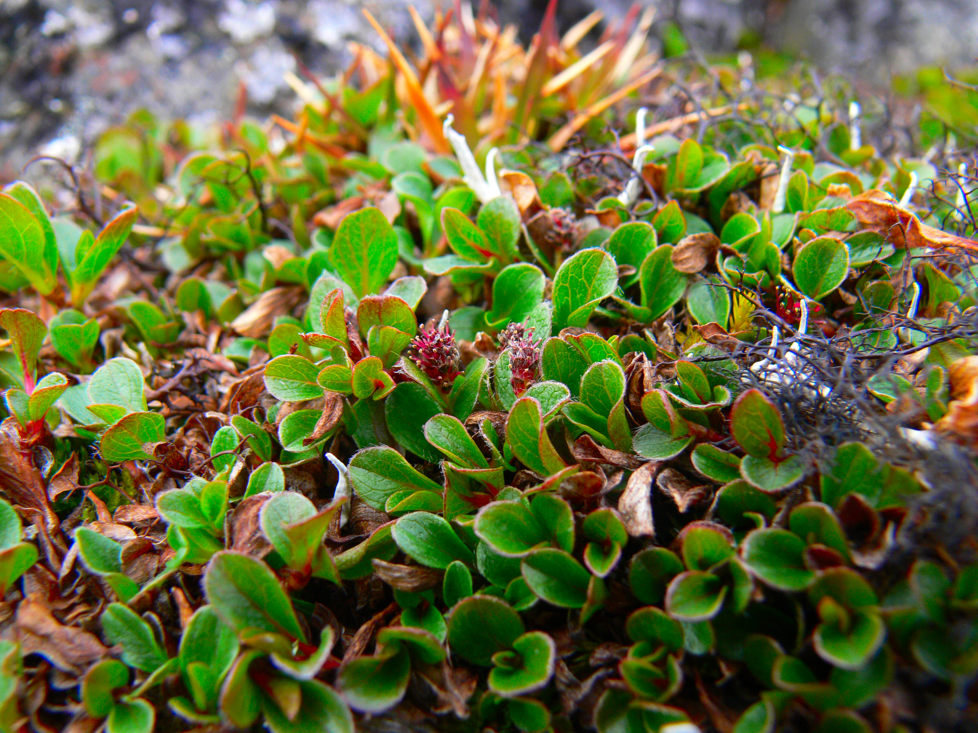 Полярная ива в тундре. Salix Polaris Ива Полярная. Salix Polaris Wahlenb. - Ива Полярная. Карликовая Ива Исландии. Полярная Ива окружающий мир.