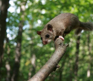 Жезөкше Соня, Краснодар өлкесі