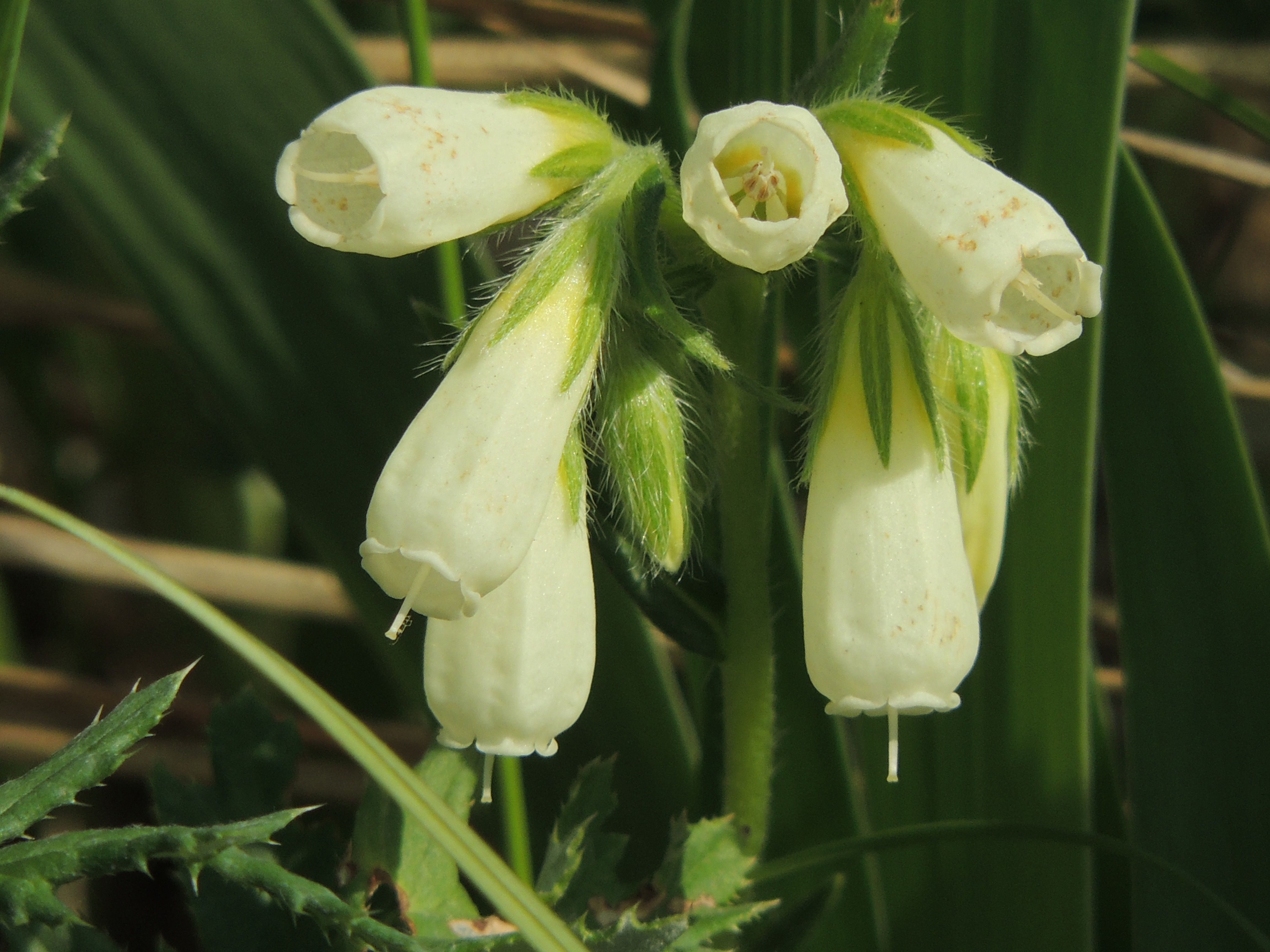 Onosma simplicissima