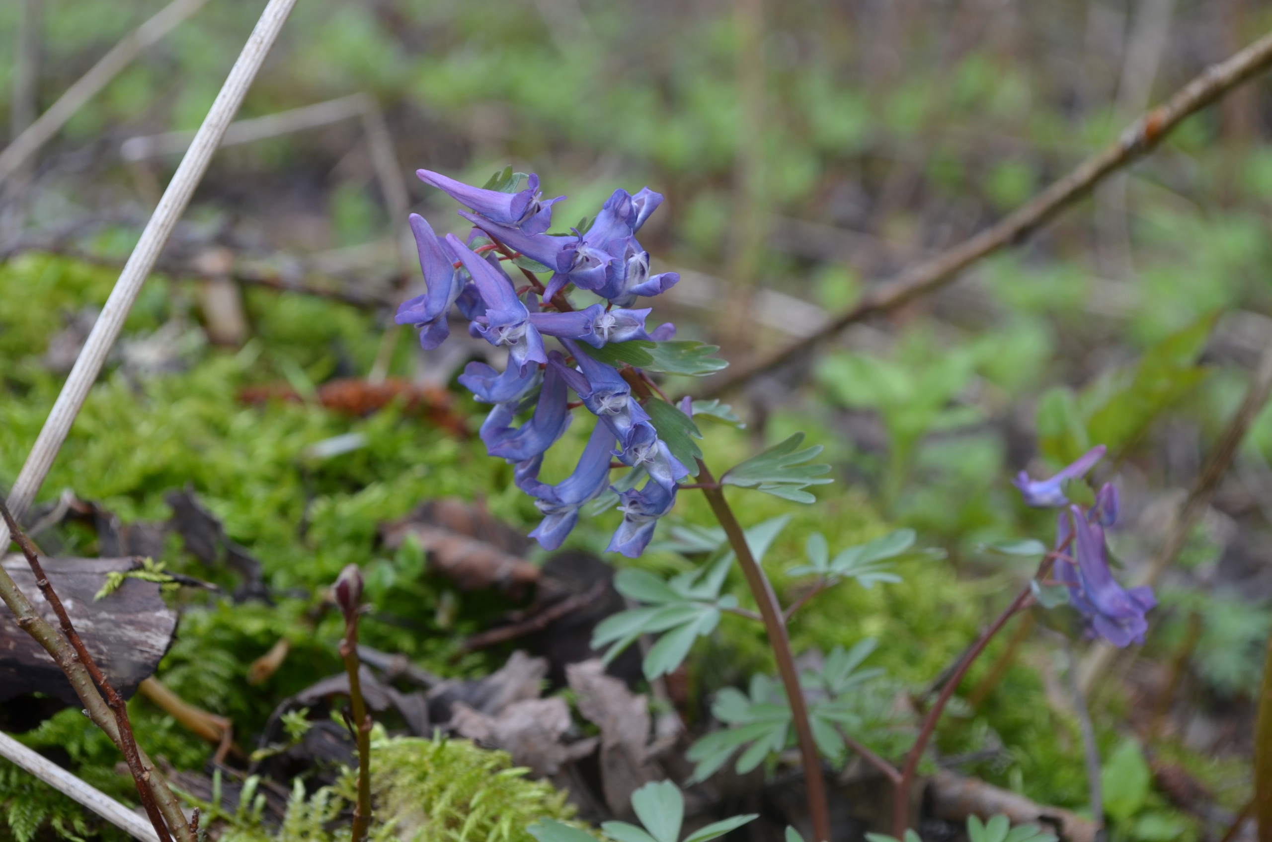 Corydalis sibirica