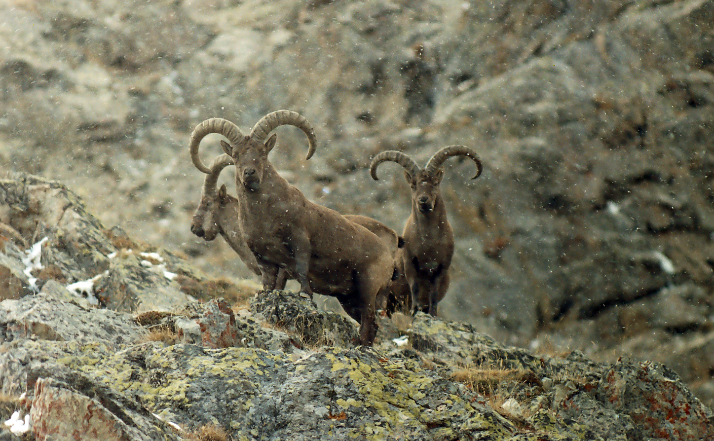 Кавказский тур (Capra Caucasica)