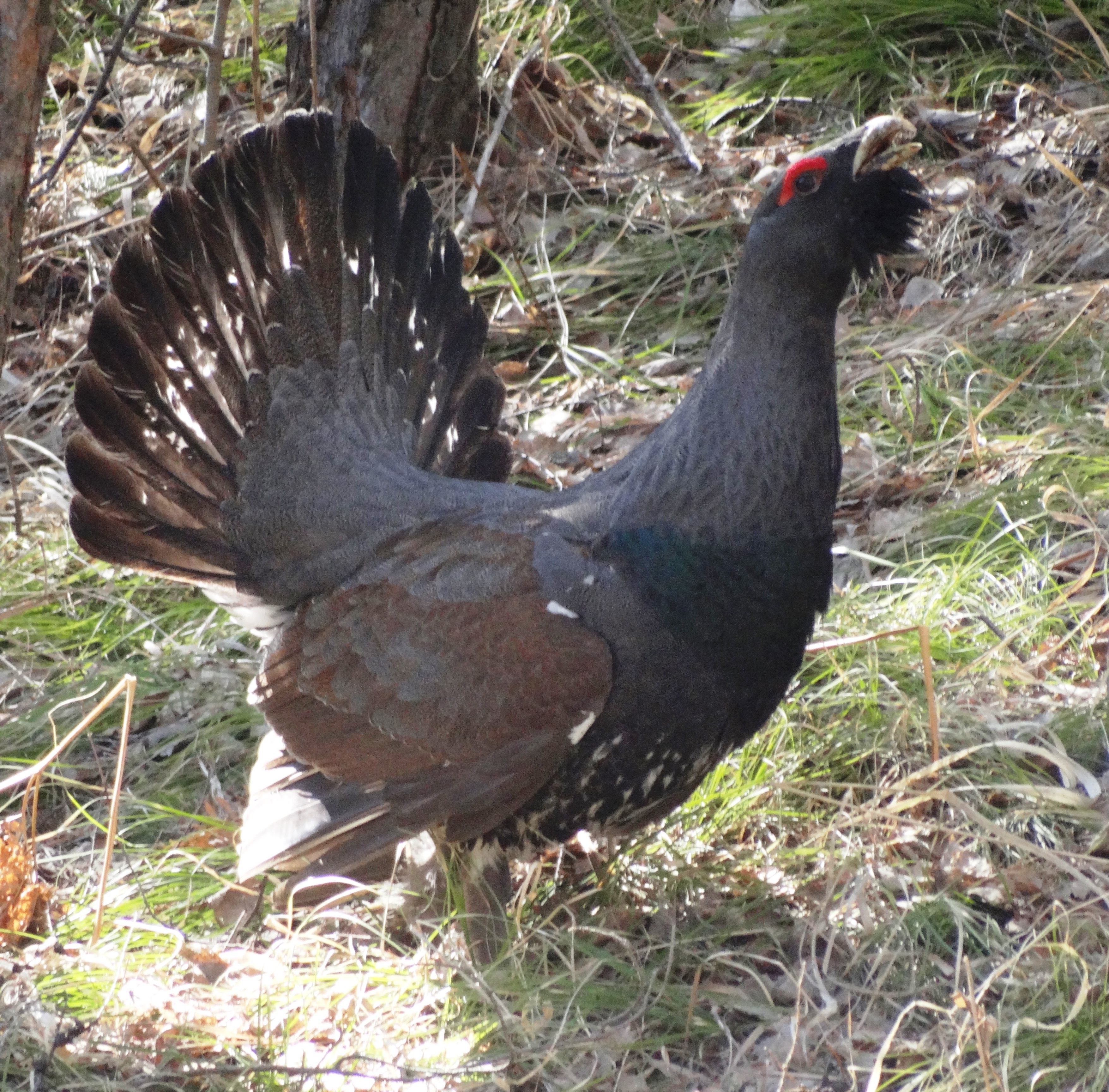 Зов глухаря. Глухарь (Tetrao urogallus). Обыкновенный Глухарь. Глухарь - Capercaillie. Тетерев и Глухарь.